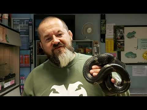 YouTube reptile video