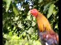 susings guitar farm cock fighting