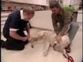 Breed All About It - Great Pyrenees