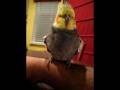videos de Scritches
