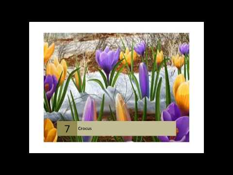 how to grow crocus