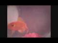 videos de Bioi Parallhloi