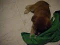 akitagreece first video : my akita online