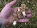 Morel Hunt 08 Morel Hunt 08