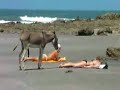 Horny donkey - geiler Esel Horny donkey - geiler Esel