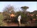 Gharri Camels and it's young herders Video