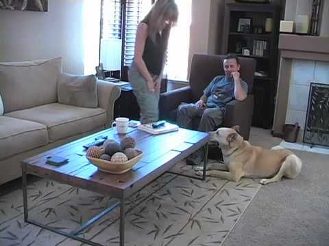 how to stop your dog from barking at the door