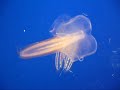 Leucothea Leucothea