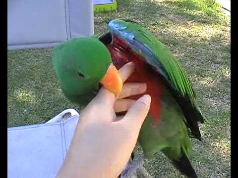 how to care for eclectus parrot