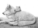 the wolves and my wolves the wolves and my wolves