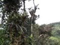 monteverde canopy tour, costa rica