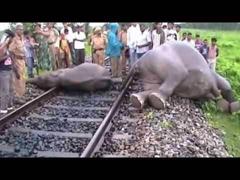 how to train elephants