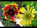 gli auguri per i miei amici, e per tutti!