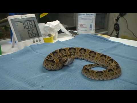 king cobra