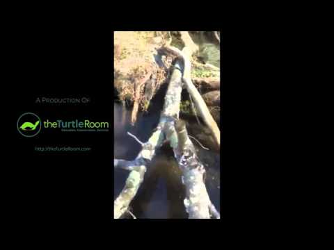 YouTube reptile video