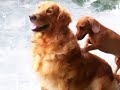 My Scratching Dogs By PawPrints