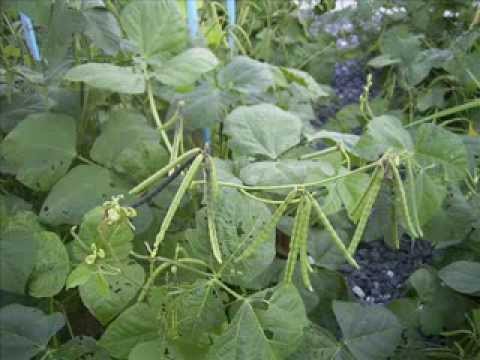 how to grow mung beans