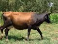 Lote F28 - 1 F�mea - Girolando