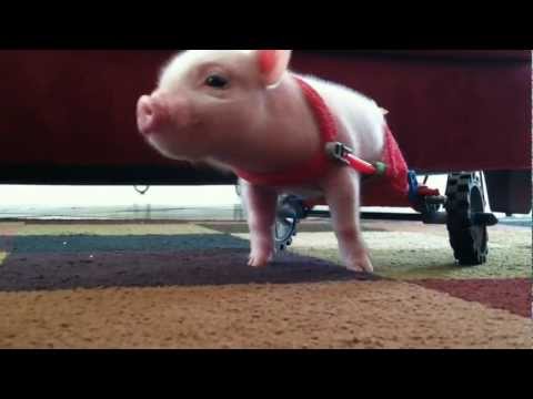 ¡Increible! Un cerdito con silla de ruedas