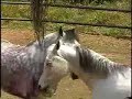 PROGRAMA PET E CIA CRIAÇÃO DE CAVALOS