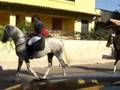 I° Raduno Equestre Città di Misilmeri
