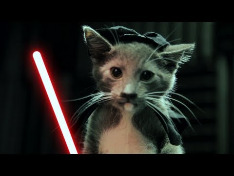 Kittensyoutube on Youtube What Goes Together Better Than Star Wars And Kittens I Mean