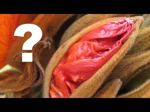 vaginas