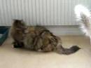 Kattbrottning (bus)