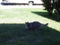 My cat pooping My cat pooping