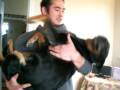 Rottweiler who wants to be a lap dog