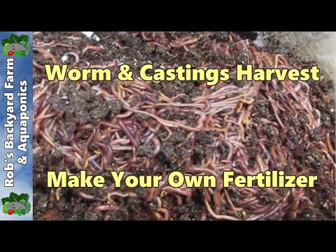 how to harvest vermicast