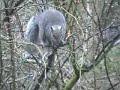 Squirrel Antics