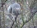 Squirrel-Antics