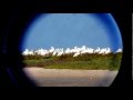 Observation de la Spatule blanche en Mauritanie.