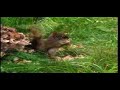Humber Valley Resort - Newfoundland - Canada - PR Video Humber Valley Resort - Newfoundland - Canada - PR Video