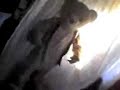 El Oso er�tico 1