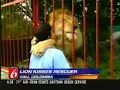 lion الاسد الوفي لم ينسى المرأة التي انقذته وهو مصاب.flv