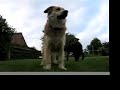 rottweiler-and-australian-shepherd-herd-geese.html