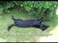 Rottweiler Wars - When Dogs Attack!