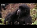 Sigourney Weaver talks gorilla and visits the local population - BBC wildlife