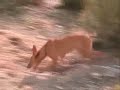PODENCOS