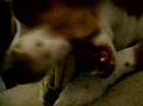 doggie. eating his treat. =]