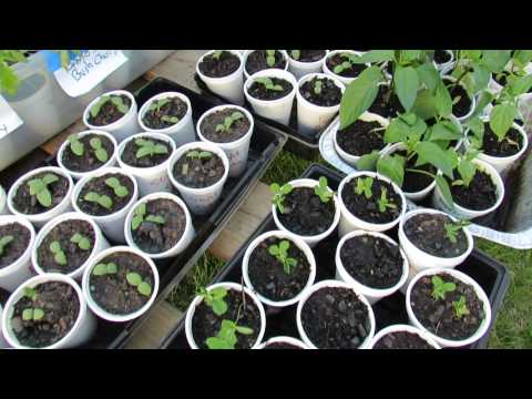 how to transplant cucumbers