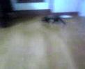 Yakkun runs around Kitchen
