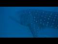Whalesharks