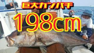 2021/07/14 巨大カンパチ 198cm 揚がる 室戸岬泳がせ釣り 愛海丸