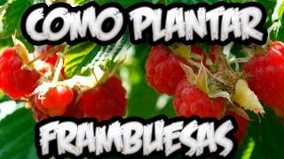 Cómo sembrar frambuesas
