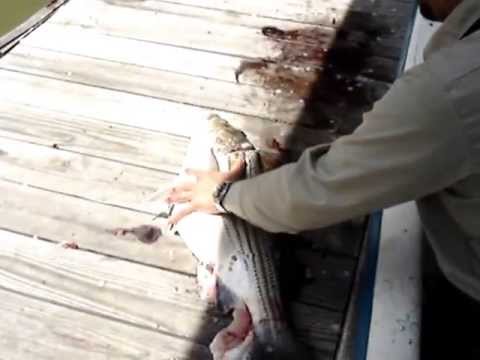 Filletting Striped Bass