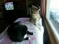 Window Seat Fun, Episode 44 of 3CoolKats