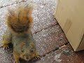 SQUIRRELLY APPROACHES 12-08
